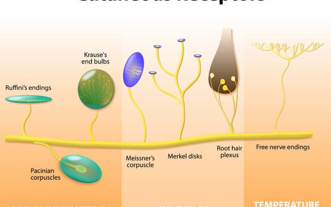 Did you know Beauty Skin Nerves